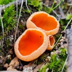 Aleuria sp. (An Orange peel fungus) at Piney Ridge - 21 Aug 2021 by RobG1