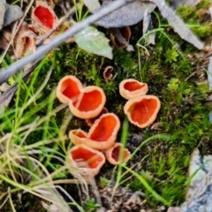 Aleuria sp. at Denman Prospect, ACT - 21 Aug 2021