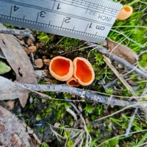 Aleuria sp. at Denman Prospect, ACT - 21 Aug 2021