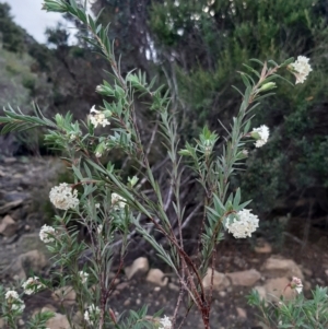 Pimelea stricta at Haines, SA - 14 Jul 2021