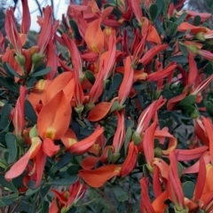 Templetonia retusa (Mallee Pea, Cockies Tongue) at Haines, SA - 14 Jul 2021 by laura.williams