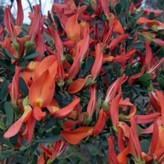 Templetonia retusa (Mallee Pea) at Haines, SA - 14 Jul 2021 by laura.williams