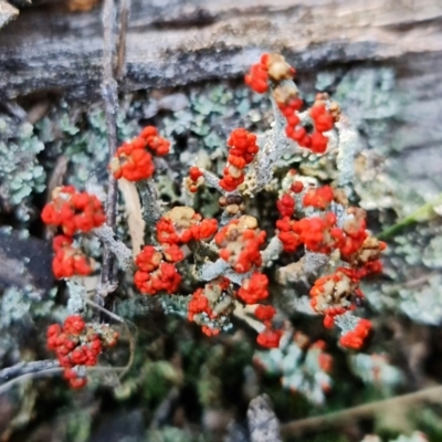 Cladonia sp. (genus) (Cup Lichen) at Piney Ridge - 21 Aug 2021 by RobG1