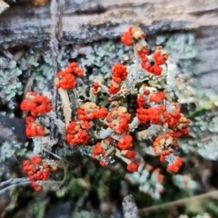 Cladonia sp. (Cup Lichen) at Denman Prospect, ACT - 21 Aug 2021 by RobG1