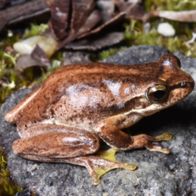 Litoria jervisiensis (Jervis Bay Tree Frog) at Meroo National Park - 12 Dec 2020 by BrianHerps