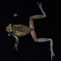 Litoria watsoni (Heath Frog) at Budderoo National Park - 3 Oct 2020 by BrianHerps