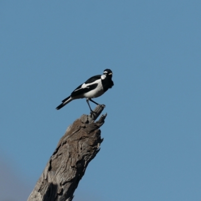 Grallina cyanoleuca (Magpie-lark) at Majura, ACT - 10 Aug 2021 by jbromilow50