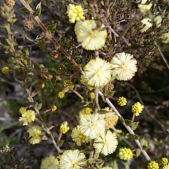 Acacia gunnii (Ploughshare Wattle) at Carwoola, NSW - 19 Aug 2021 by Zoed