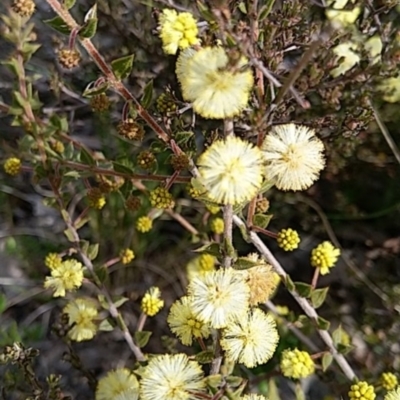 Acacia gunnii (Ploughshare Wattle) at Carwoola, NSW - 19 Aug 2021 by Zoed