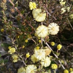 Acacia gunnii (Ploughshare Wattle) at Cuumbeun Nature Reserve - 19 Aug 2021 by Zoed