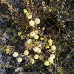 Acacia gunnii at Carwoola, NSW - 19 Aug 2021