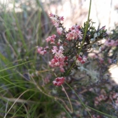 Cryptandra sp. Floriferous (W.R.Barker 4131) W.R.Barker at Greenleigh, NSW - 19 Aug 2021