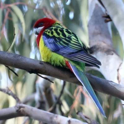 Platycercus eximius (Eastern Rosella) at Mount Ainslie - 10 Aug 2021 by jb2602
