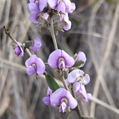 Hovea heterophylla (Common Hovea) at Cuumbeun Nature Reserve - 19 Aug 2021 by Zoed