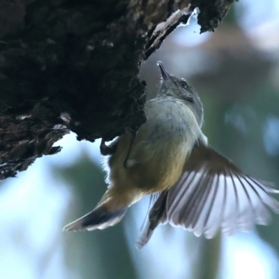 Acanthiza reguloides (Buff-rumped Thornbill) at Downer, ACT - 10 Aug 2021 by jb2602