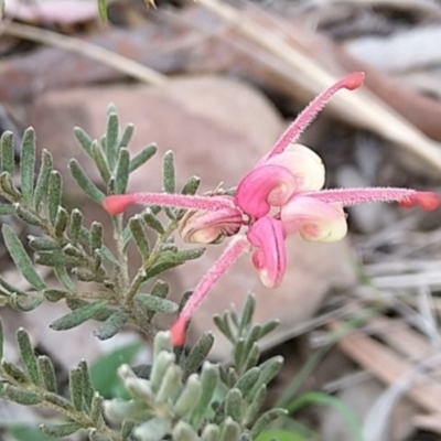 Grevillea lanigera (Woolly Grevillea) at Carwoola, NSW - 19 Aug 2021 by Zoed