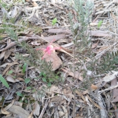 Grevillea lanigera at Carwoola, NSW - 19 Aug 2021 02:59 PM