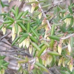 Leucopogon fletcheri subsp. brevisepalus (Twin Flower Beard-Heath) at Carwoola, NSW - 19 Aug 2021 by Zoed