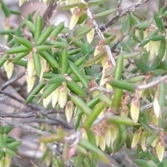 Leucopogon fletcheri subsp. brevisepalus (Twin Flower Beard-Heath) at Cuumbeun Nature Reserve - 19 Aug 2021 by Zoed