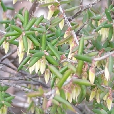 Leucopogon fletcheri subsp. brevisepalus (Twin Flower Beard-Heath) at Cuumbeun Nature Reserve - 19 Aug 2021 by Zoed