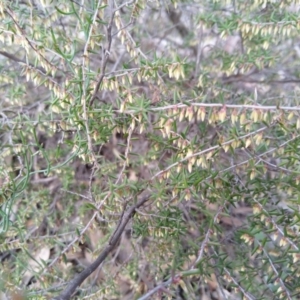 Leucopogon fletcheri subsp. brevisepalus at Carwoola, NSW - 19 Aug 2021