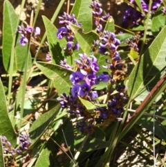 Hardenbergia violacea (False Sarsaparilla) at Kambah, ACT - 18 Aug 2021 by MatthewFrawley