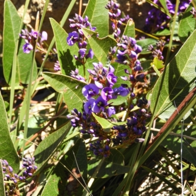 Hardenbergia violacea (False Sarsaparilla) at Mount Taylor - 18 Aug 2021 by MatthewFrawley