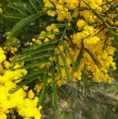 Acacia decurrens (Green Wattle) at Cook, ACT - 19 Aug 2021 by drakes