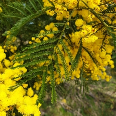 Acacia decurrens (Green Wattle) at Cook, ACT - 19 Aug 2021 by drakes