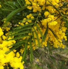 Acacia decurrens (Green Wattle) at Mount Painter - 18 Aug 2021 by drakes