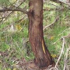 Acacia decurrens at Cook, ACT - 19 Aug 2021