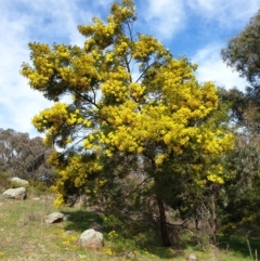 Acacia decurrens at Cook, ACT - 19 Aug 2021