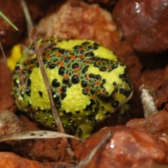 Notaden bennettii (Crucifix Frog) at Cunnamulla, QLD - 1 Sep 2010 by Harrisi