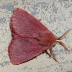 Anthela phoenicias (An Anthelid moth (Anthelinae) at Cunnamulla, QLD - 30 Aug 2010 by Harrisi