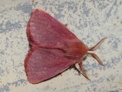 Anthela phoenicias at Cunnamulla, QLD - 30 Aug 2010 by Harrisi
