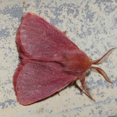 Anthela phoenicias (An Anthelid moth (Anthelinae) at Cunnamulla, QLD - 30 Aug 2010 by Harrisi