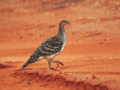 Leipoa ocellata (Malleefowl) at Euabalong, NSW - 24 Apr 2010 by Harrisi