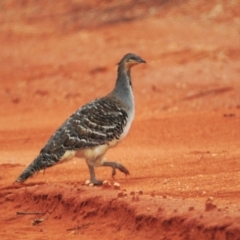 Leipoa ocellata (Malleefowl) at Round Hill Nature Reserve - 24 Apr 2010 by Harrisi