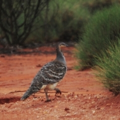 Leipoa ocellata at Euabalong, NSW - suppressed