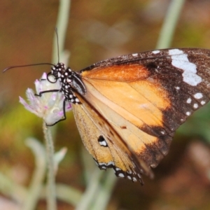 Danaus petilia at Tullibigeal, NSW - 24 Apr 2010