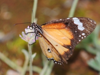 Danaus petilia (Lesser wanderer) at Tullibigeal, NSW - 24 Apr 2010 by Harrisi