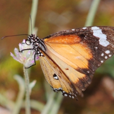 Danaus petilia (Lesser wanderer) at Tullibigeal, NSW - 24 Apr 2010 by Harrisi