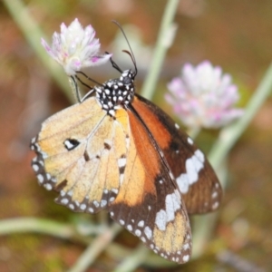 Danaus petilia at Tullibigeal, NSW - 24 Apr 2010