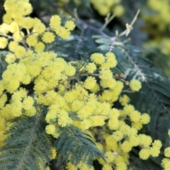 Acacia dealbata (Silver Wattle) at Wodonga, VIC - 21 Aug 2021 by Kyliegw