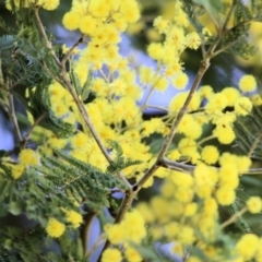 Acacia dealbata at Wodonga, VIC - 21 Aug 2021