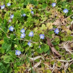 Veronica persica (Creeping Speedwell) at Queanbeyan West, NSW - 21 Aug 2021 by Speedsta