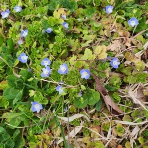 Veronica persica at Queanbeyan West, NSW - 21 Aug 2021 11:44 AM