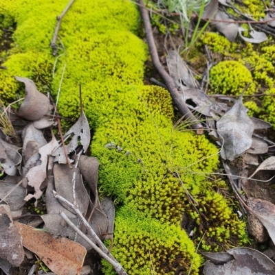 Pottiaceae (family) (A moss) at QPRC LGA - 19 Aug 2021 by Speedsta