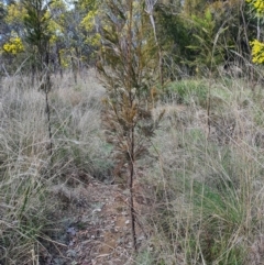 Exocarpos cupressiformis (Cherry Ballart) at QPRC LGA - 21 Aug 2021 by Speedsta