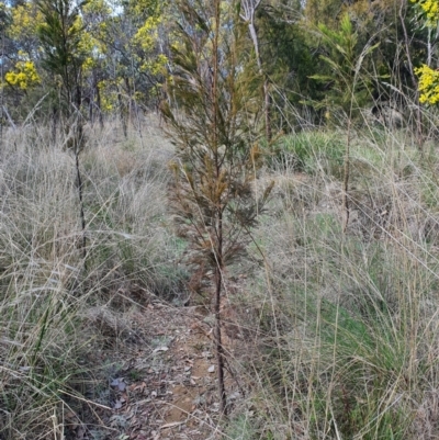 Exocarpos cupressiformis (Cherry Ballart) at Jerrabomberra, NSW - 21 Aug 2021 by Speedsta